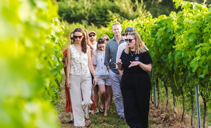 A group tour of a welsh vineyard